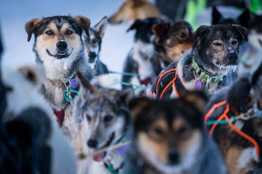 Smiling frost covered pup arriving in Ruby, Alaska checkpoint during the Iditarod 2020