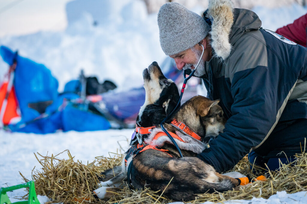 Veterinarian checking on sled dogs at a checkpoint during the Iditarod