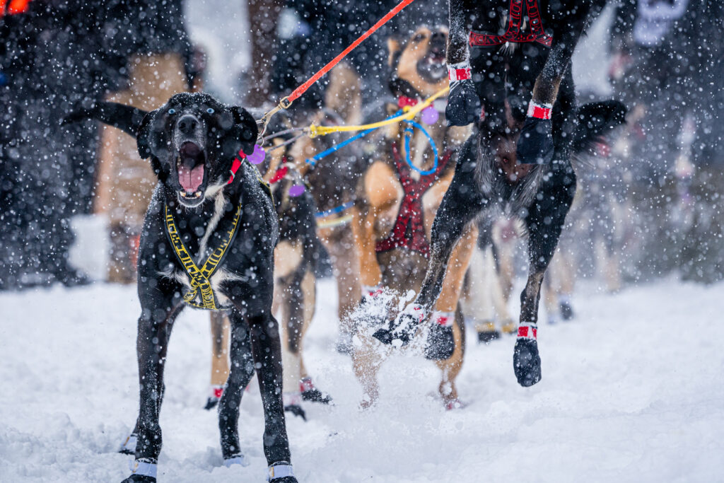 Iditarod Starting Line: Excited dogs jumping and ready to run