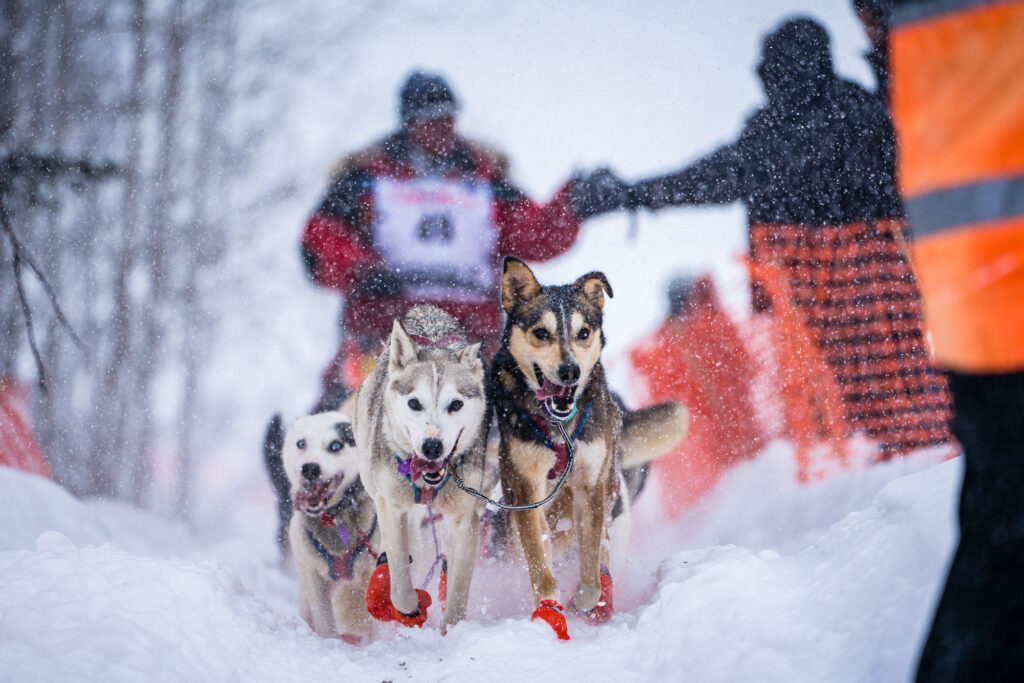 Sled dogs leaving Willow in fresh snow on the Iditarod.