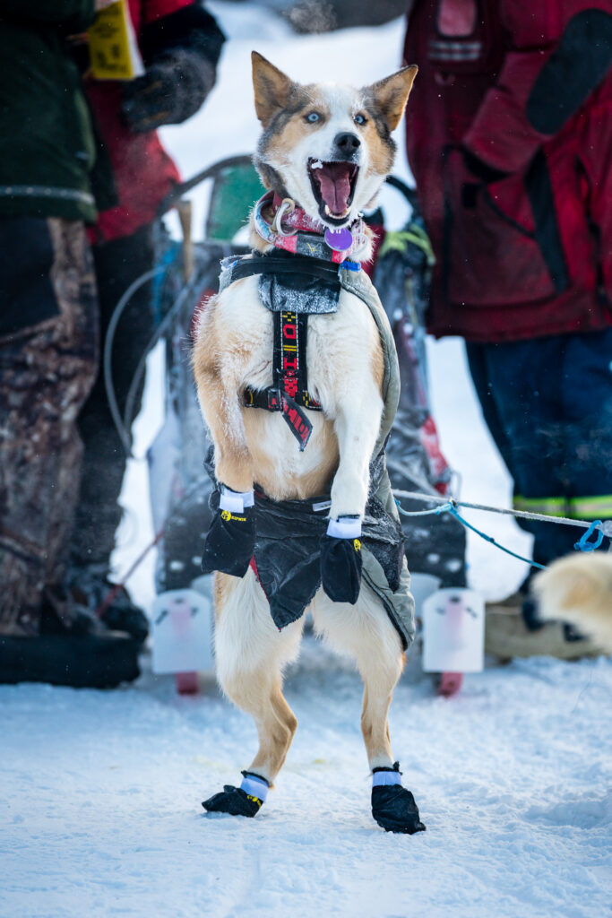 Happy sled dog arriving in a checkpoint on the Iditarod 2020