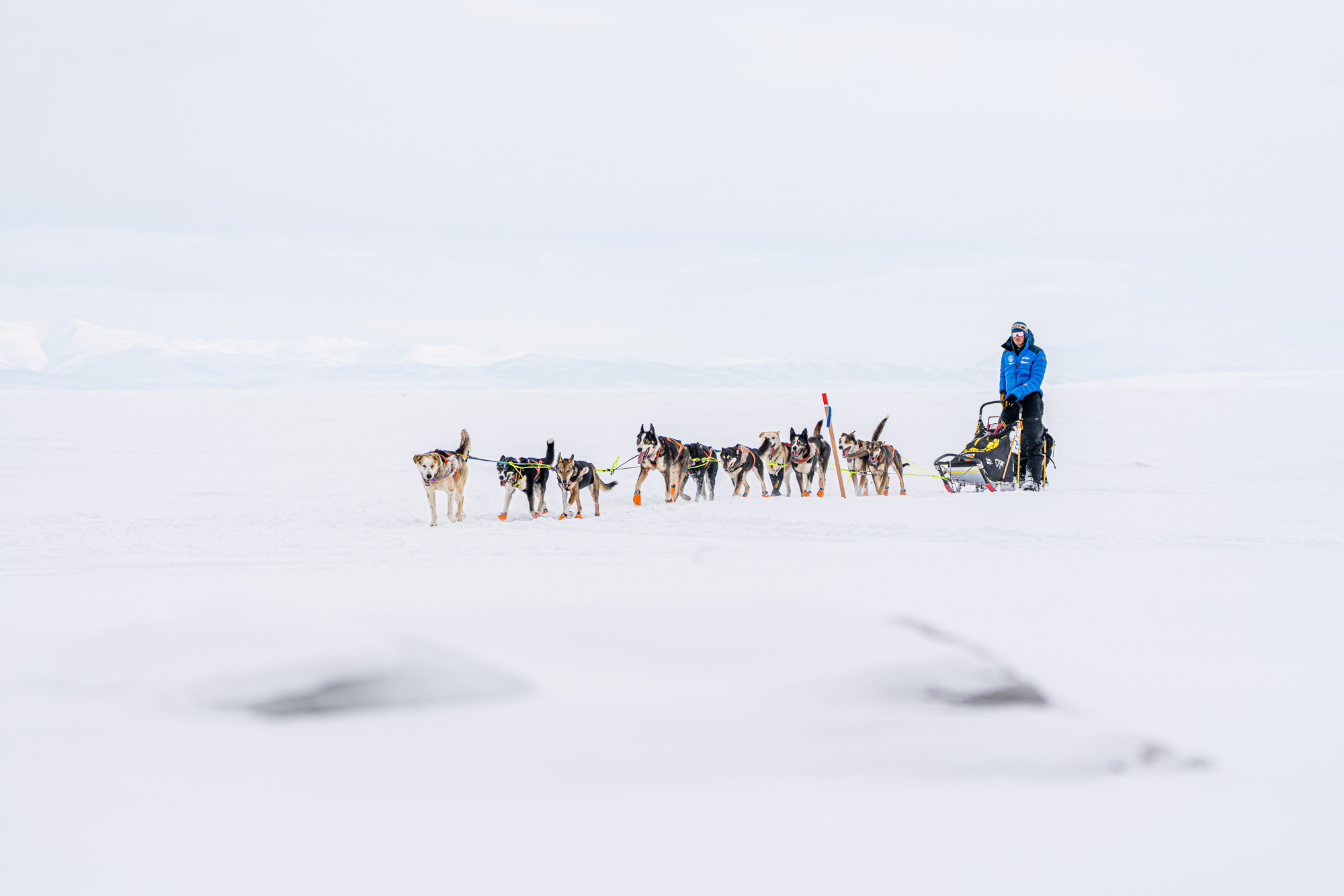 Sled Dogs crossing frozen Norton Sound in Alaska during the 2020 Iditarod